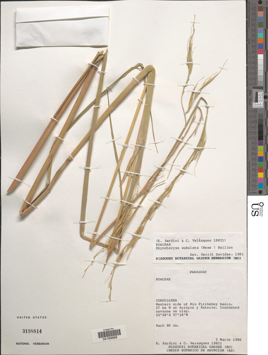 Rhynchoryza subulata - (Nees) Baill (Arroz bravo) — photo