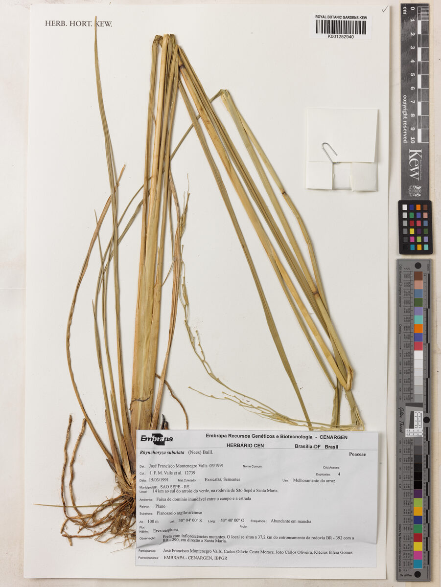Rhynchoryza subulata - (Nees) Baill