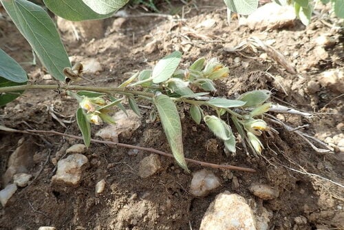 Rhynchosia alluaudii
