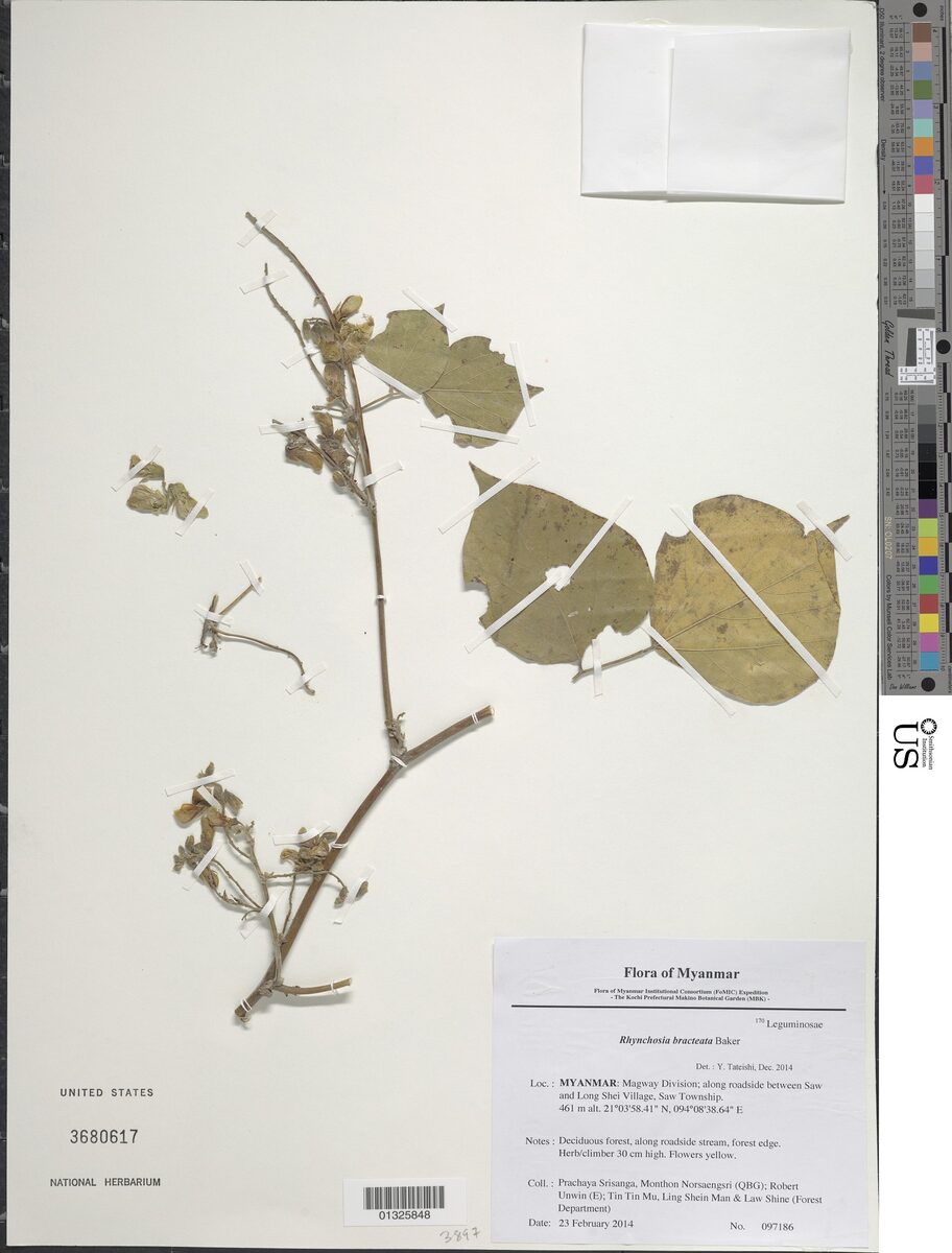 Rhynchosia bracteata — photo