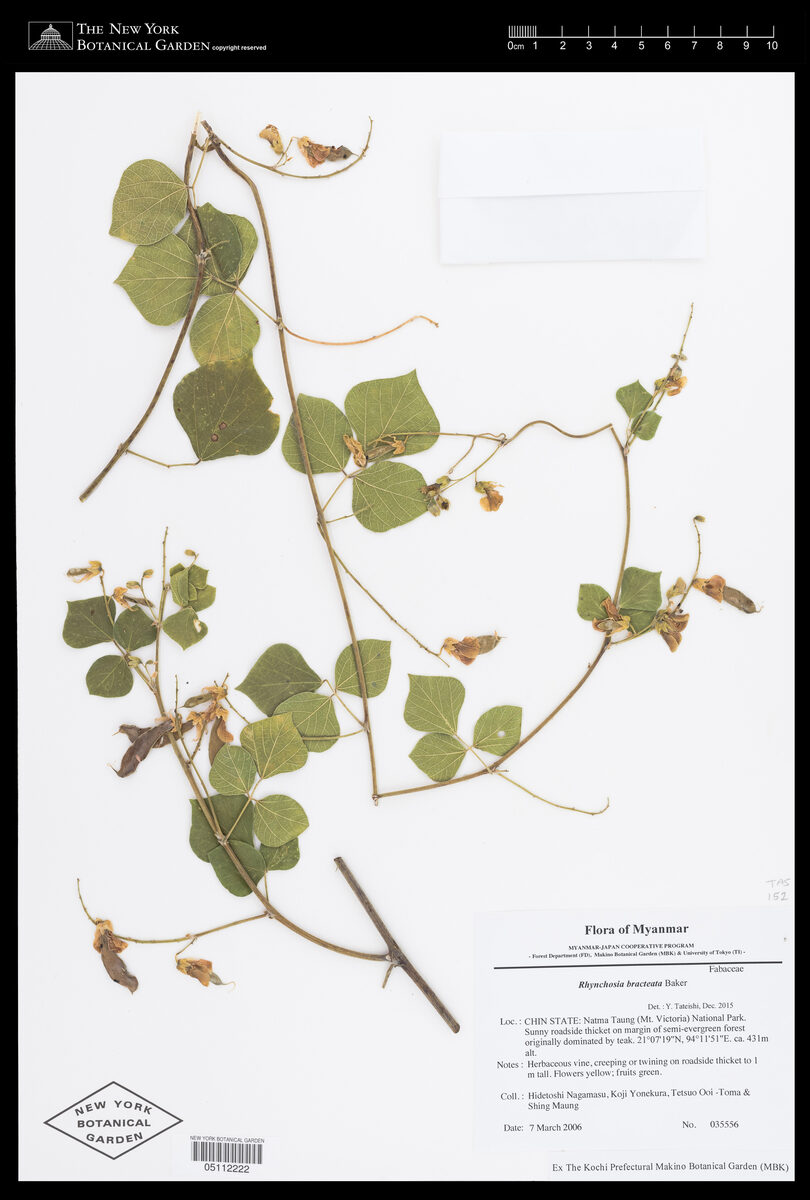 Rhynchosia bracteata — photo