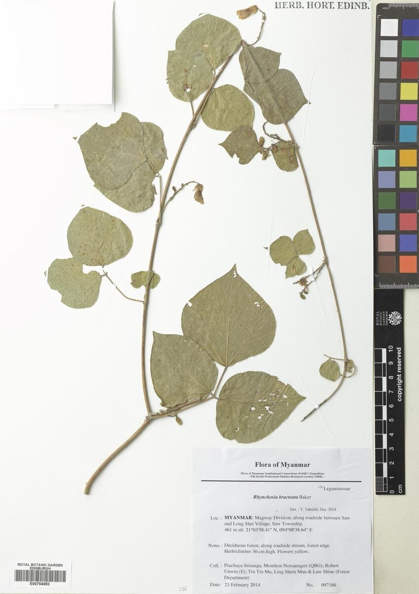 Rhynchosia bracteata