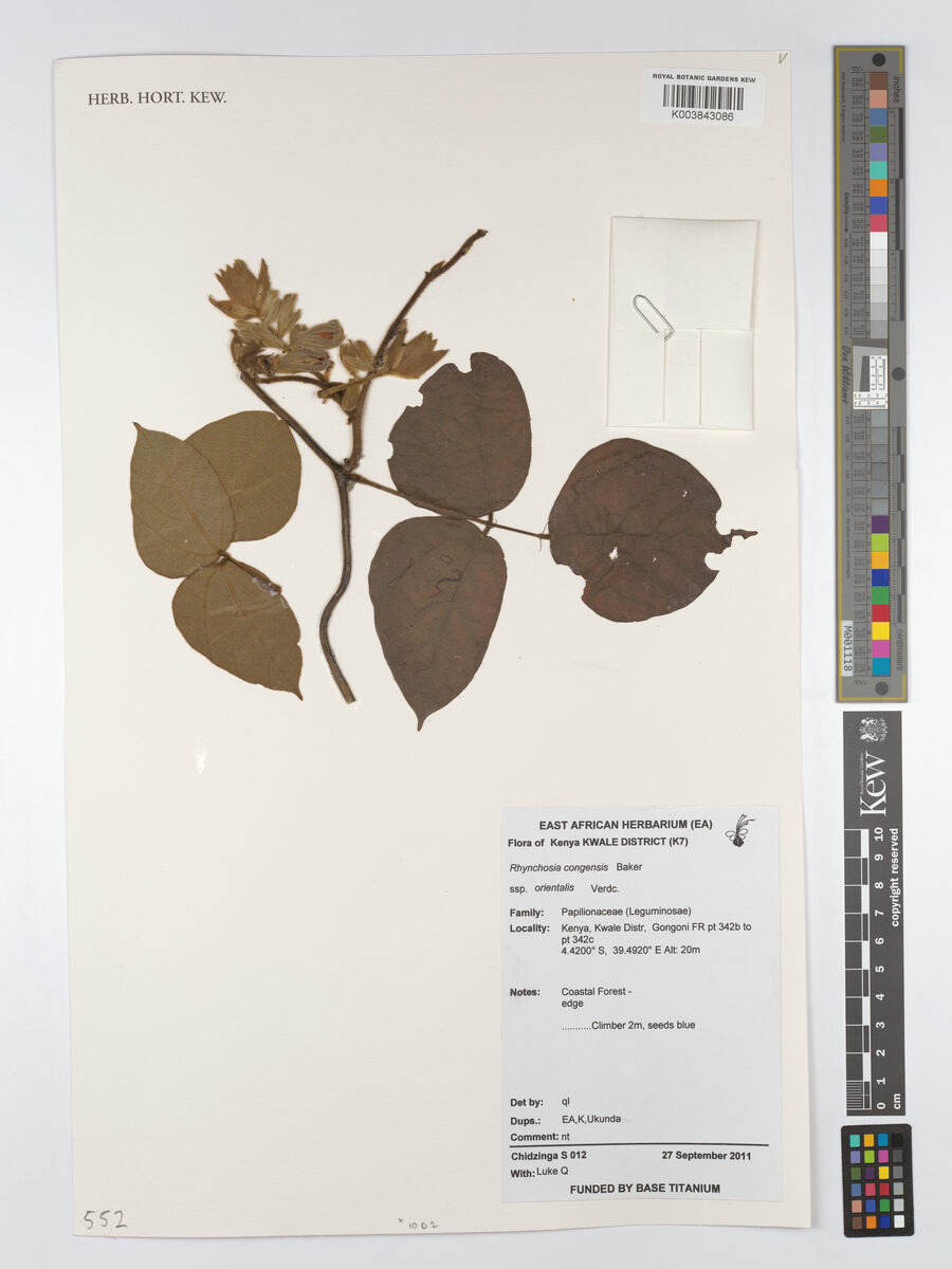 Rhynchosia congensis — photo