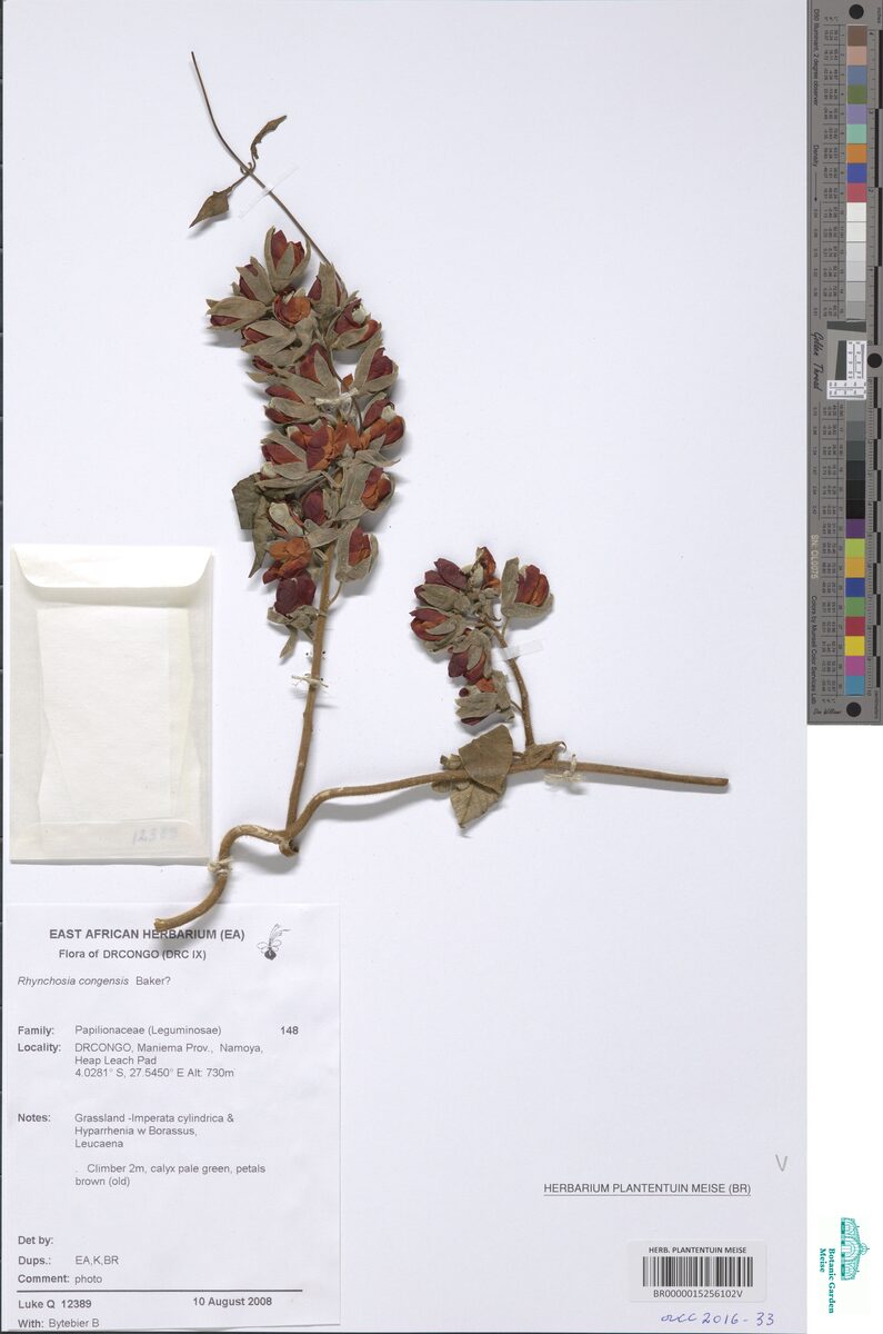 Rhynchosia congensis — photo