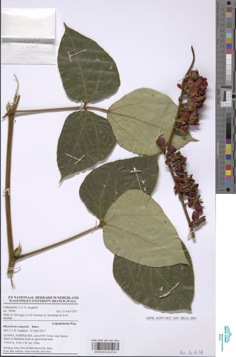 Rhynchosia congensis