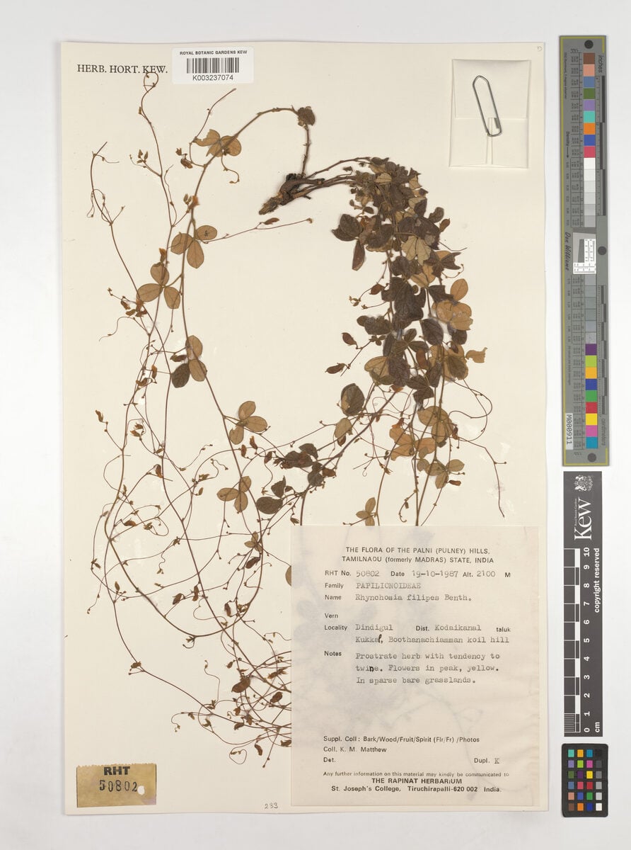 Rhynchosia filipes