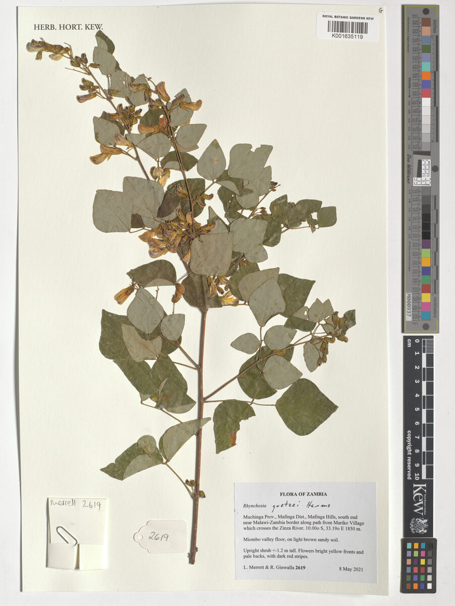 Rhynchosia goetzei — photo