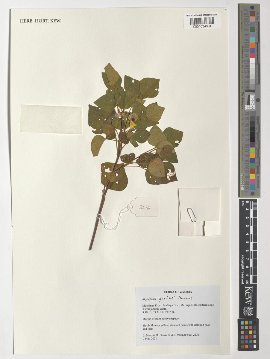 Rhynchosia goetzei