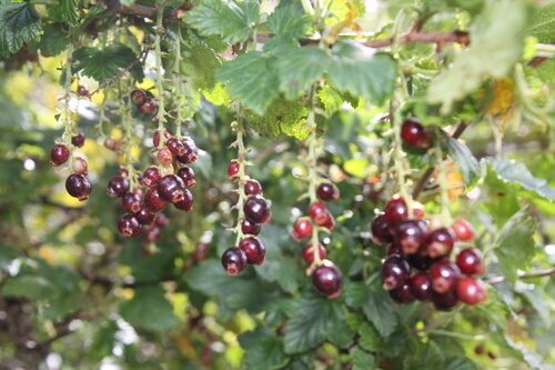 Ribes cucullatum (Parrilla) — photo