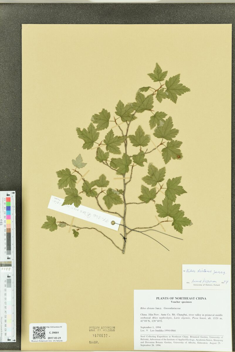 Ribes distans — photo