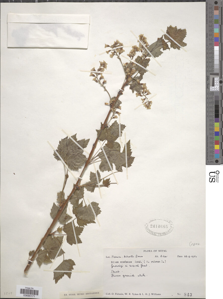 Ribes emodense (Himalayan currant) — photo
