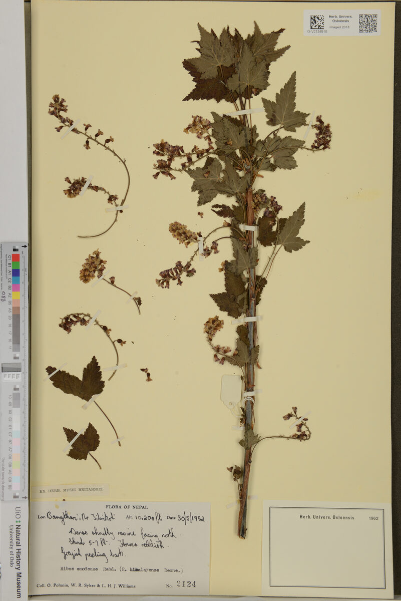 Ribes emodense (Himalayan currant) — photo