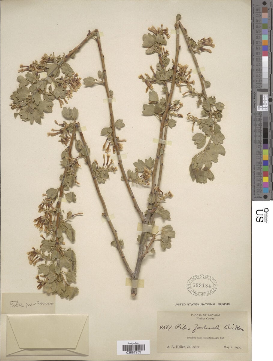 Ribes fontinale