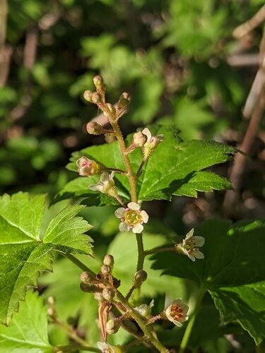 Ribes glandulosum (Skunk Currant) — photo
