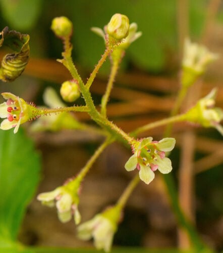 Ribes glandulosum (Skunk Currant) — photo