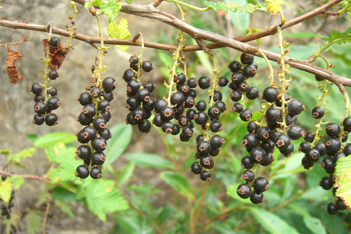 Ribes griffithii — photo