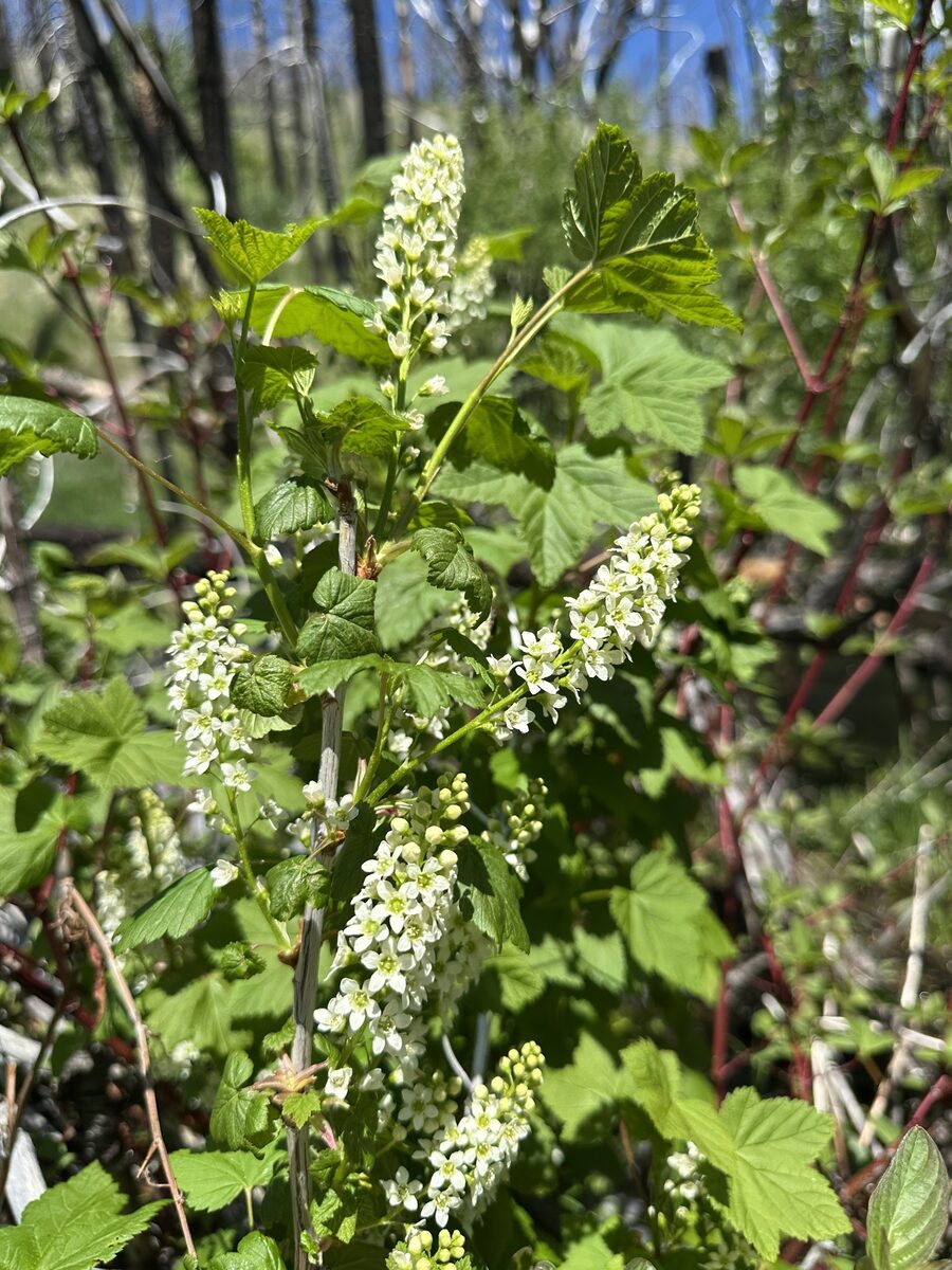 Ribes hudsonianum var. petiolare (Western black currant) — photo