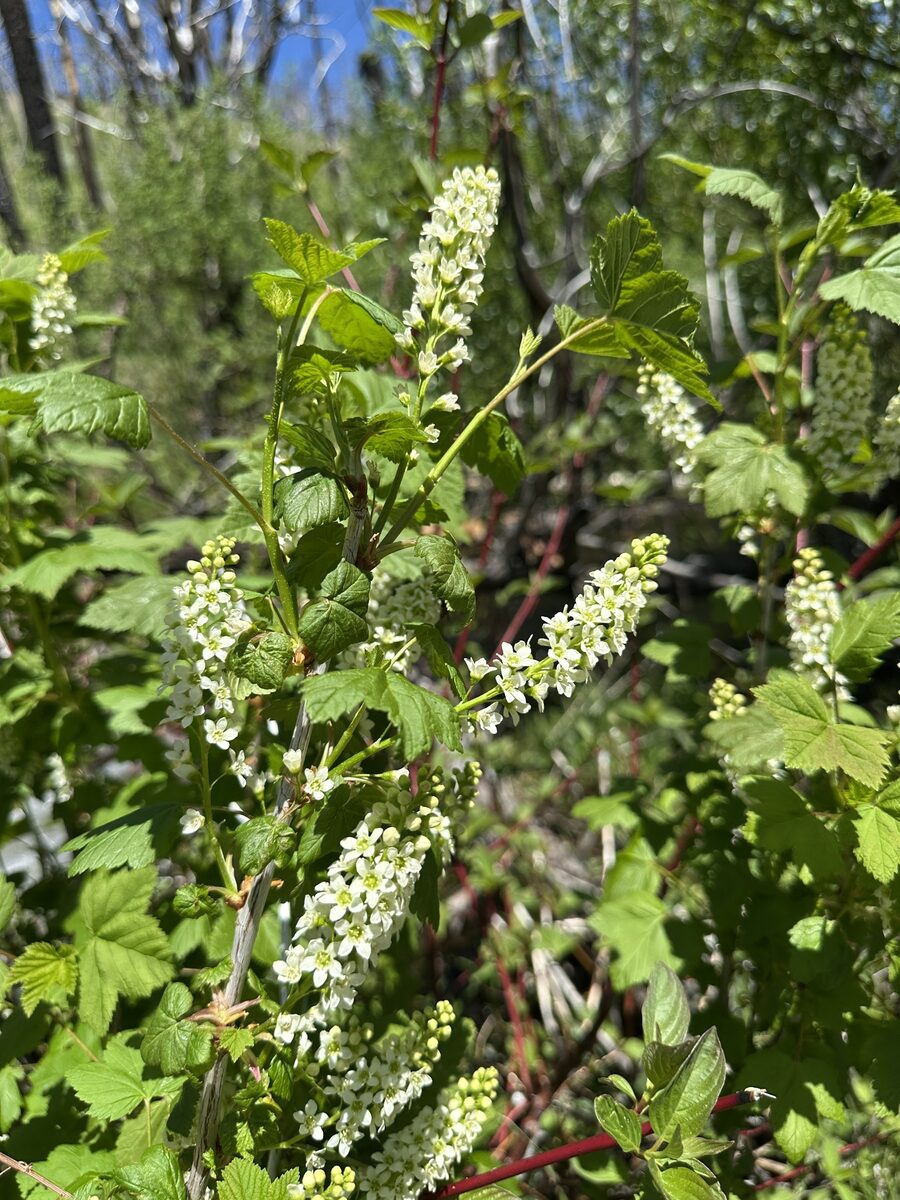 Ribes hudsonianum var. petiolare (Western black currant) — photo