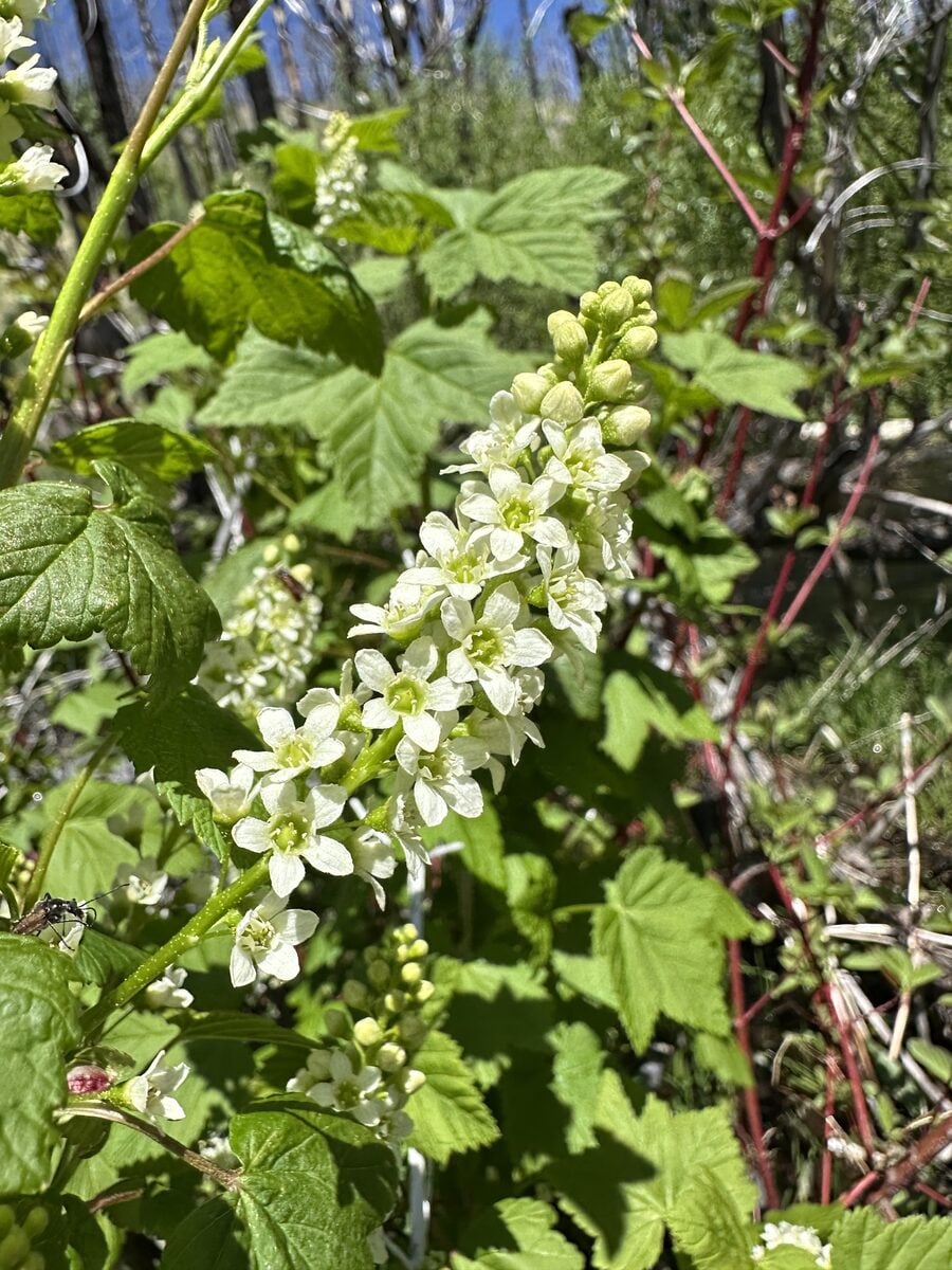 Ribes hudsonianum var. petiolare