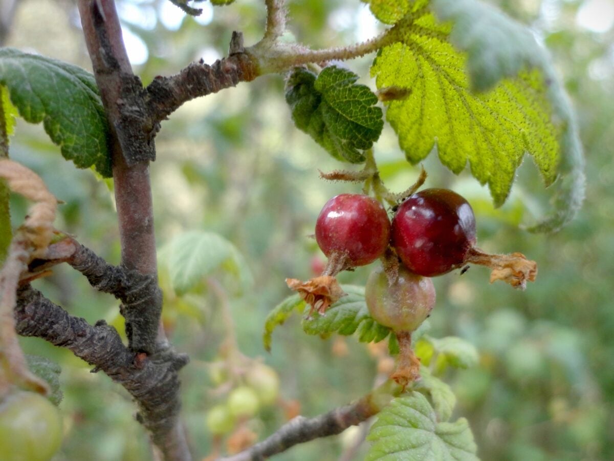 Ribes koehneanum (hybrid)