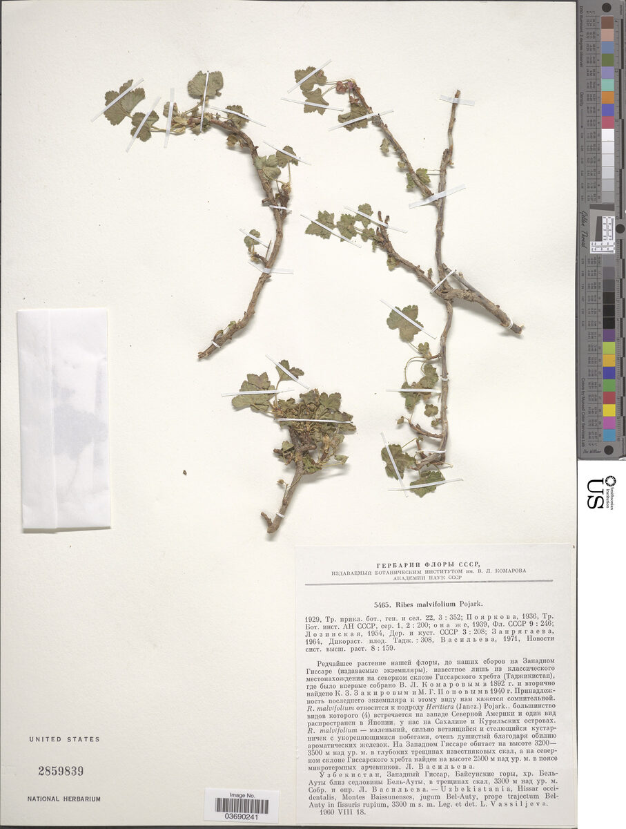 Ribes malvifolium — photo