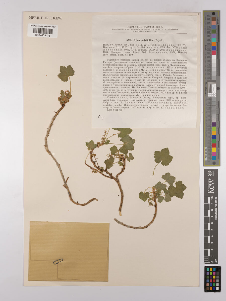 Ribes malvifolium — photo