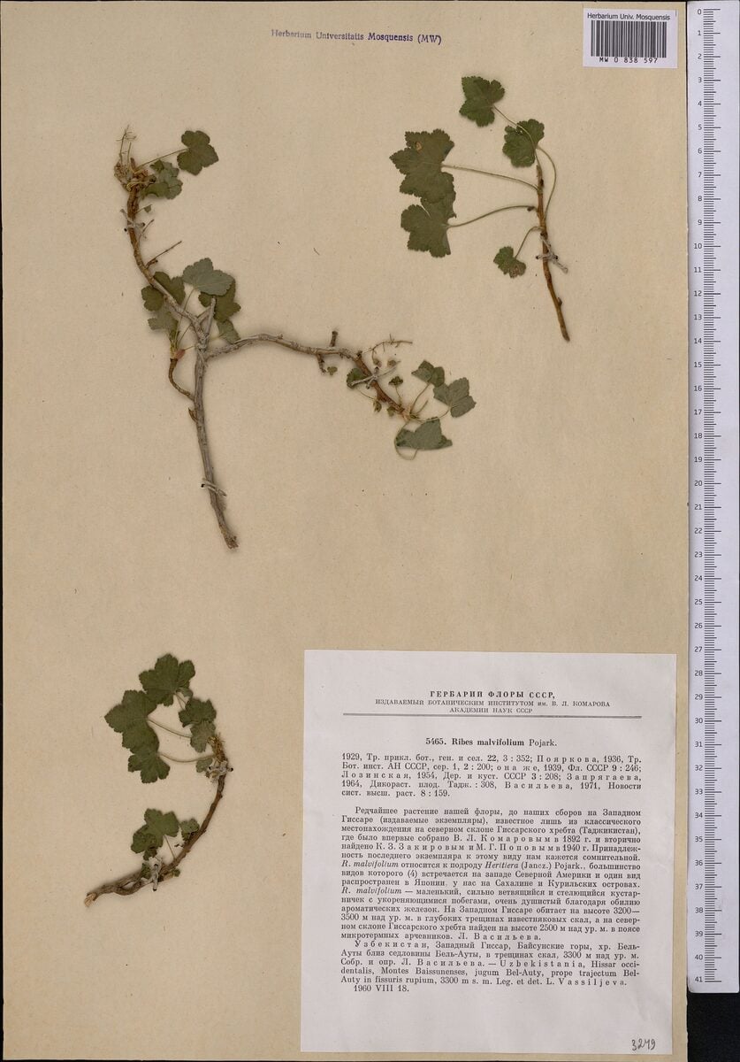 Ribes malvifolium