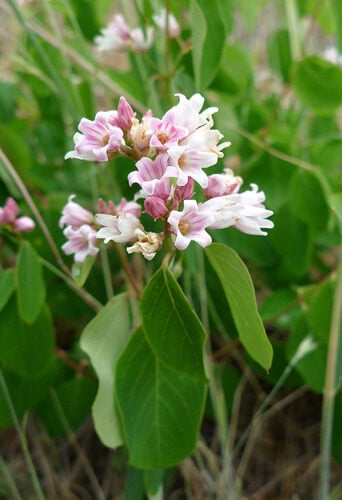 Ribes mandshuricum (Mountain hemp) — photo