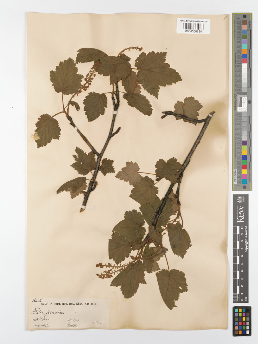 Ribes maximowiczii floribundum — photo