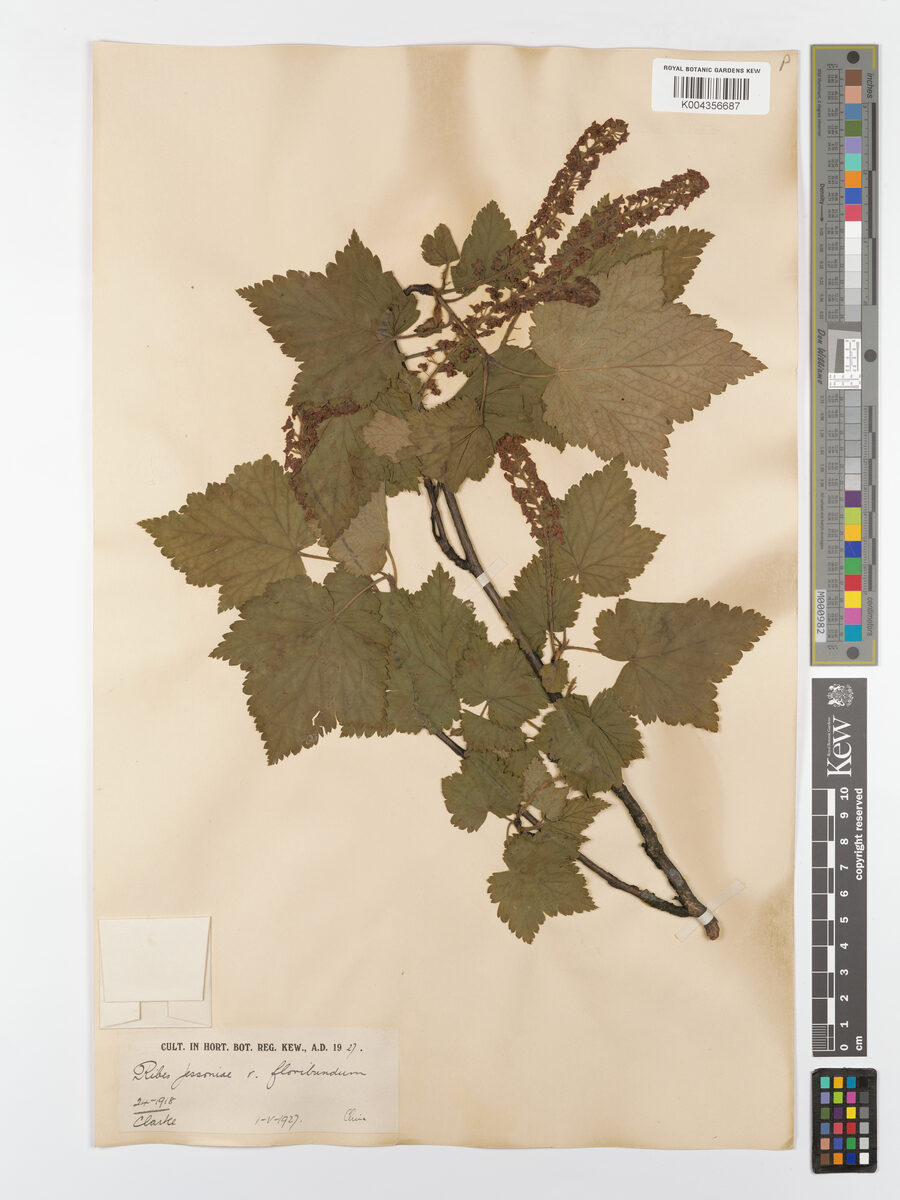 Ribes maximowiczii floribundum — photo