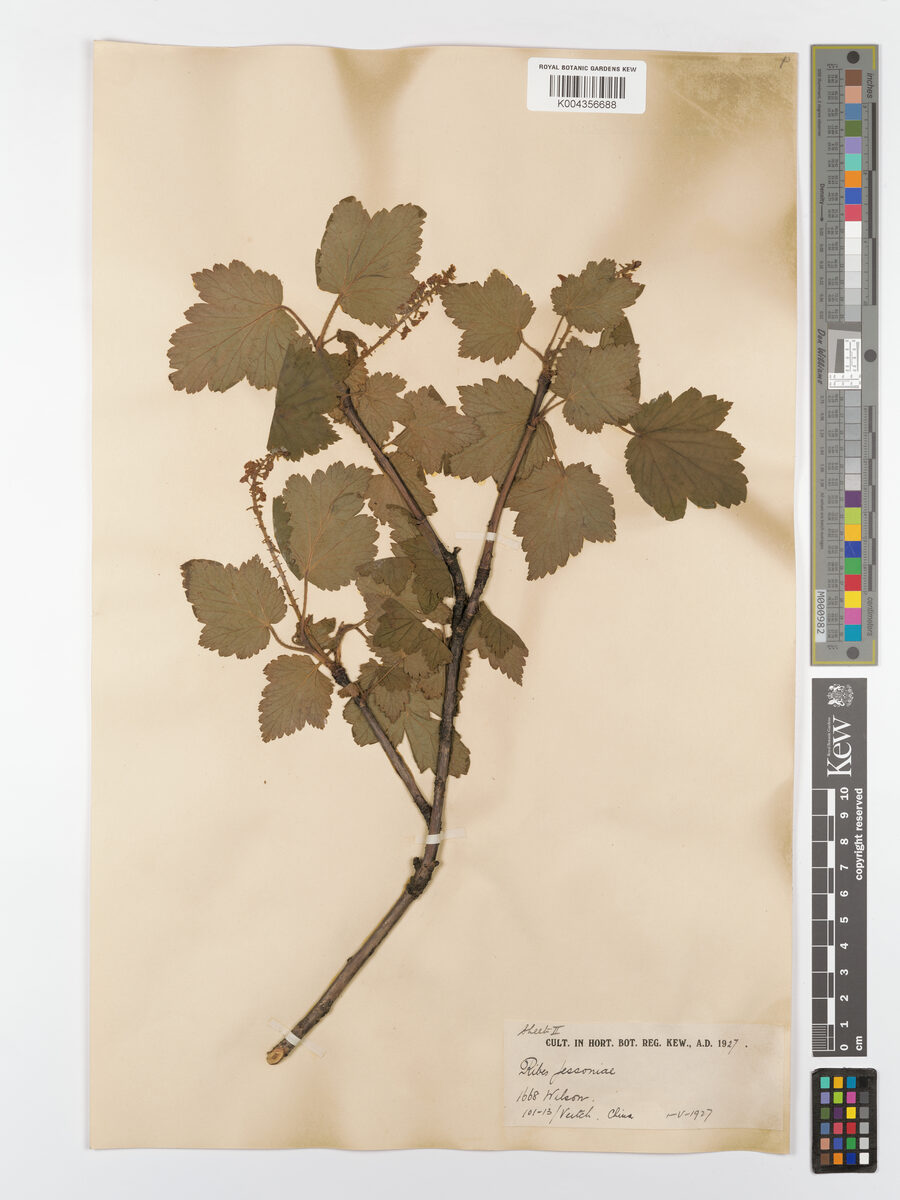 Ribes maximowiczii floribundum