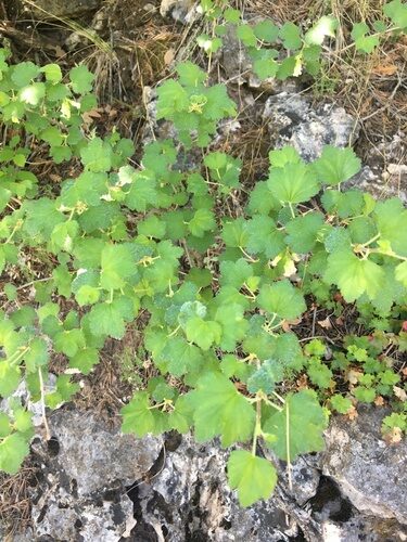 Ribes mescalerium (Mescalero Currant) — photo
