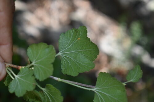 Ribes mescalerium (Mescalero Currant) — photo