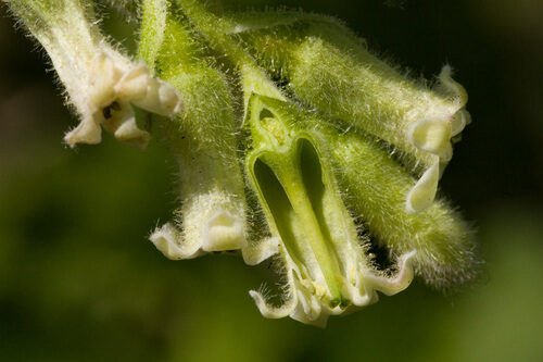 Ribes mescalerium