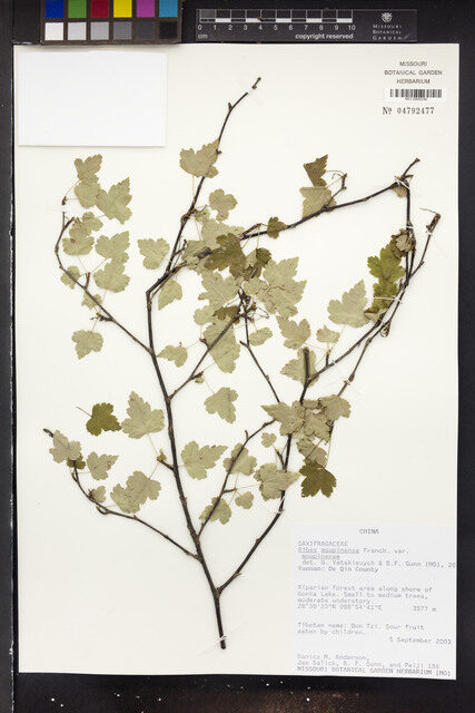 Ribes moupinense — photo