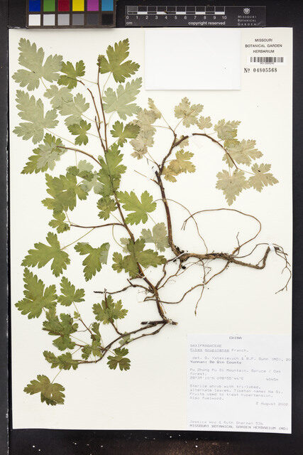 Ribes moupinense — photo