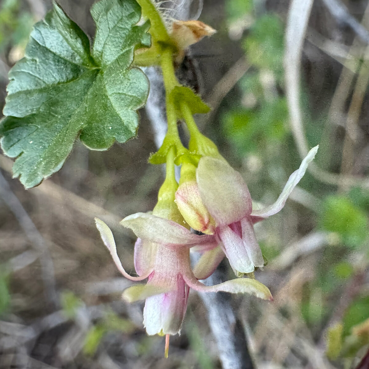 Ribes oxyacanthoides subsp. cognatum — photo