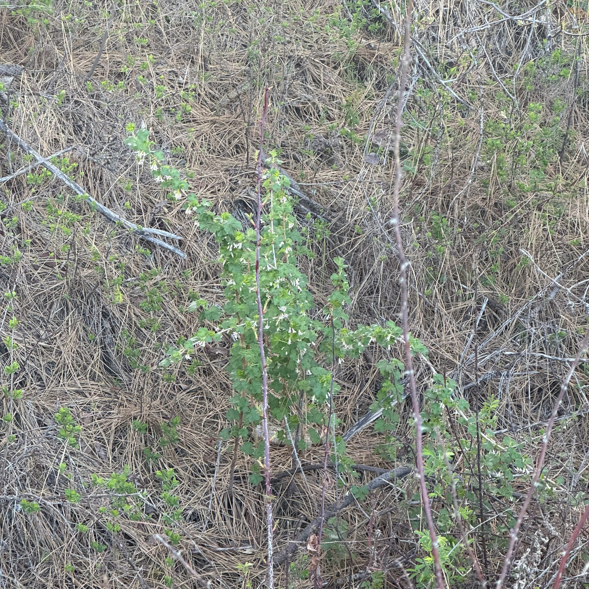 Ribes oxyacanthoides subsp. cognatum — photo