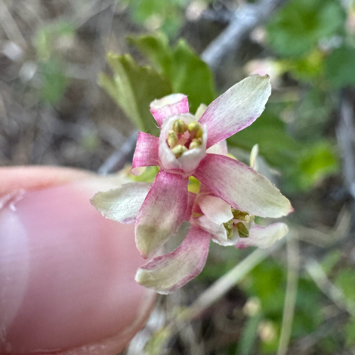 Ribes oxyacanthoides subsp. cognatum