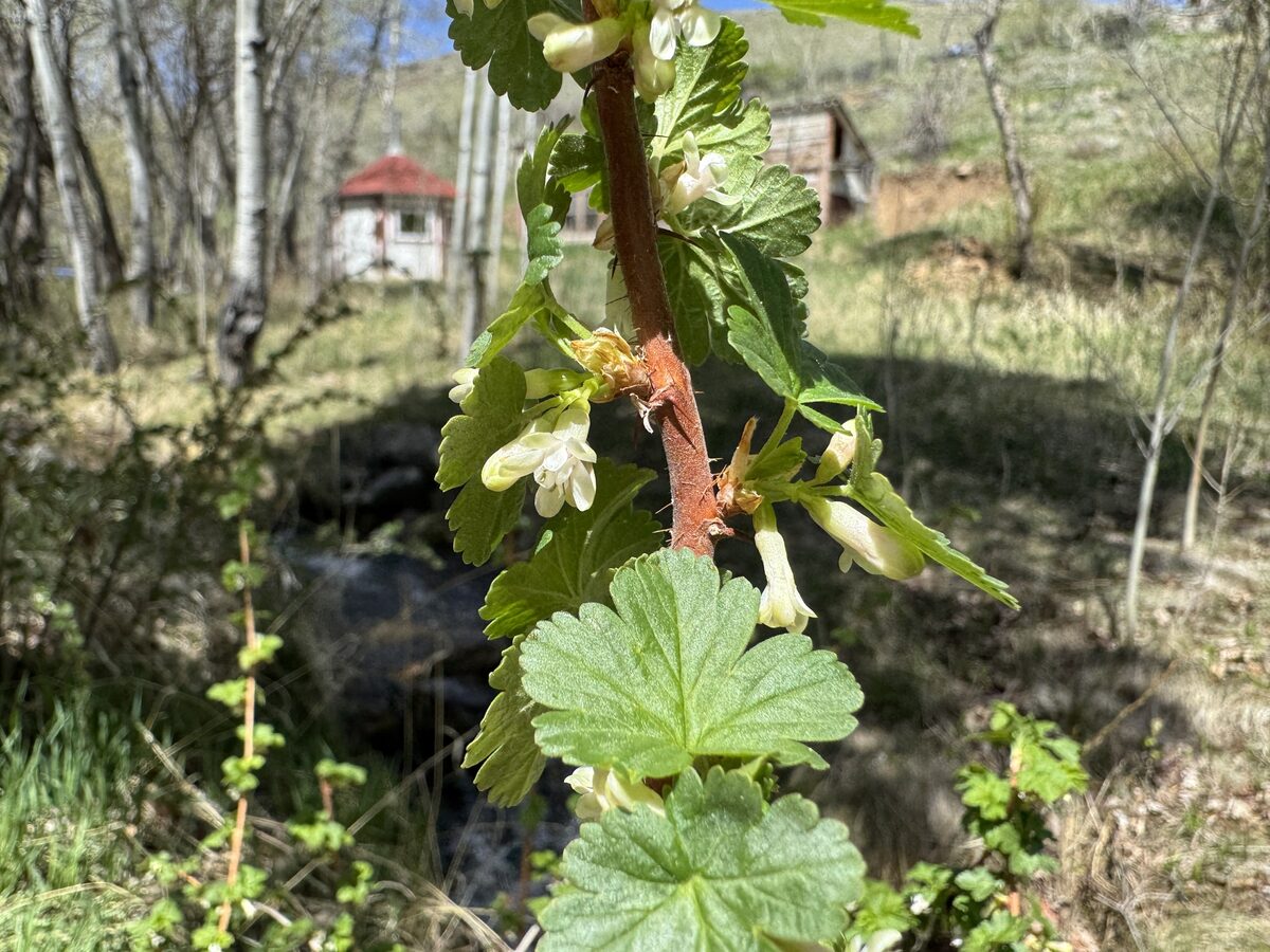 Ribes oxyacanthoides var. setosum (Inland gooseberry) — photo