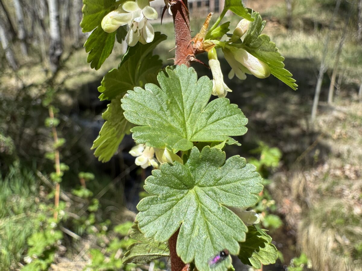 Ribes oxyacanthoides var. setosum (Inland gooseberry) — photo