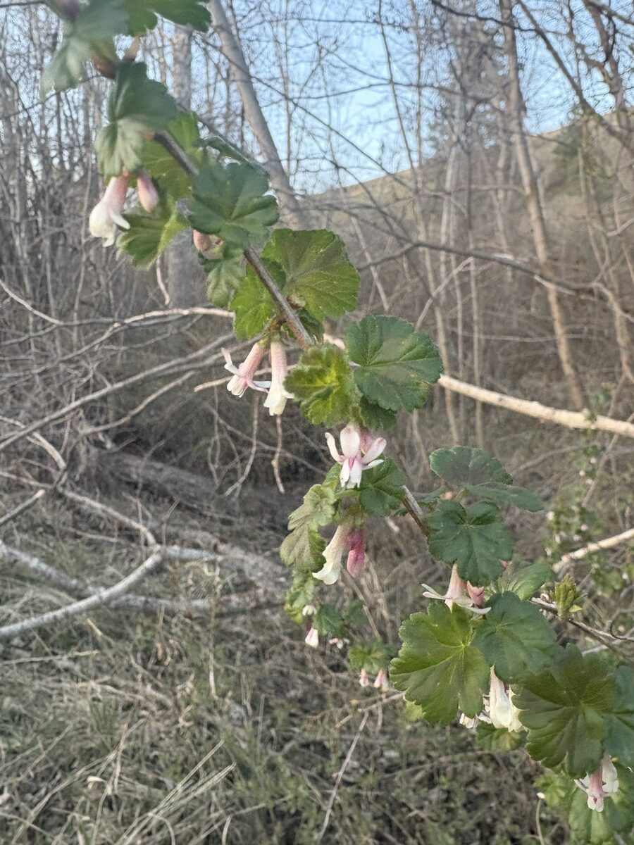 Ribes oxyacanthoides var. setosum