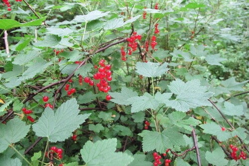 Ribes rubrum