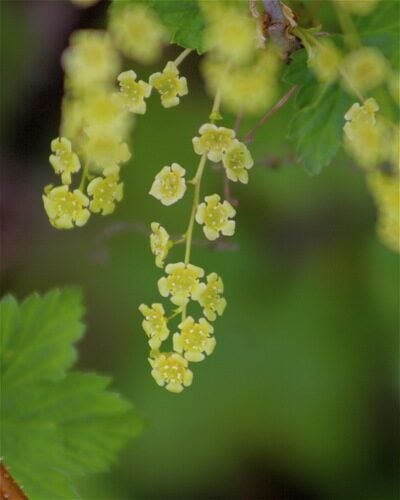 Ribes rubrum (Red currant) — photo