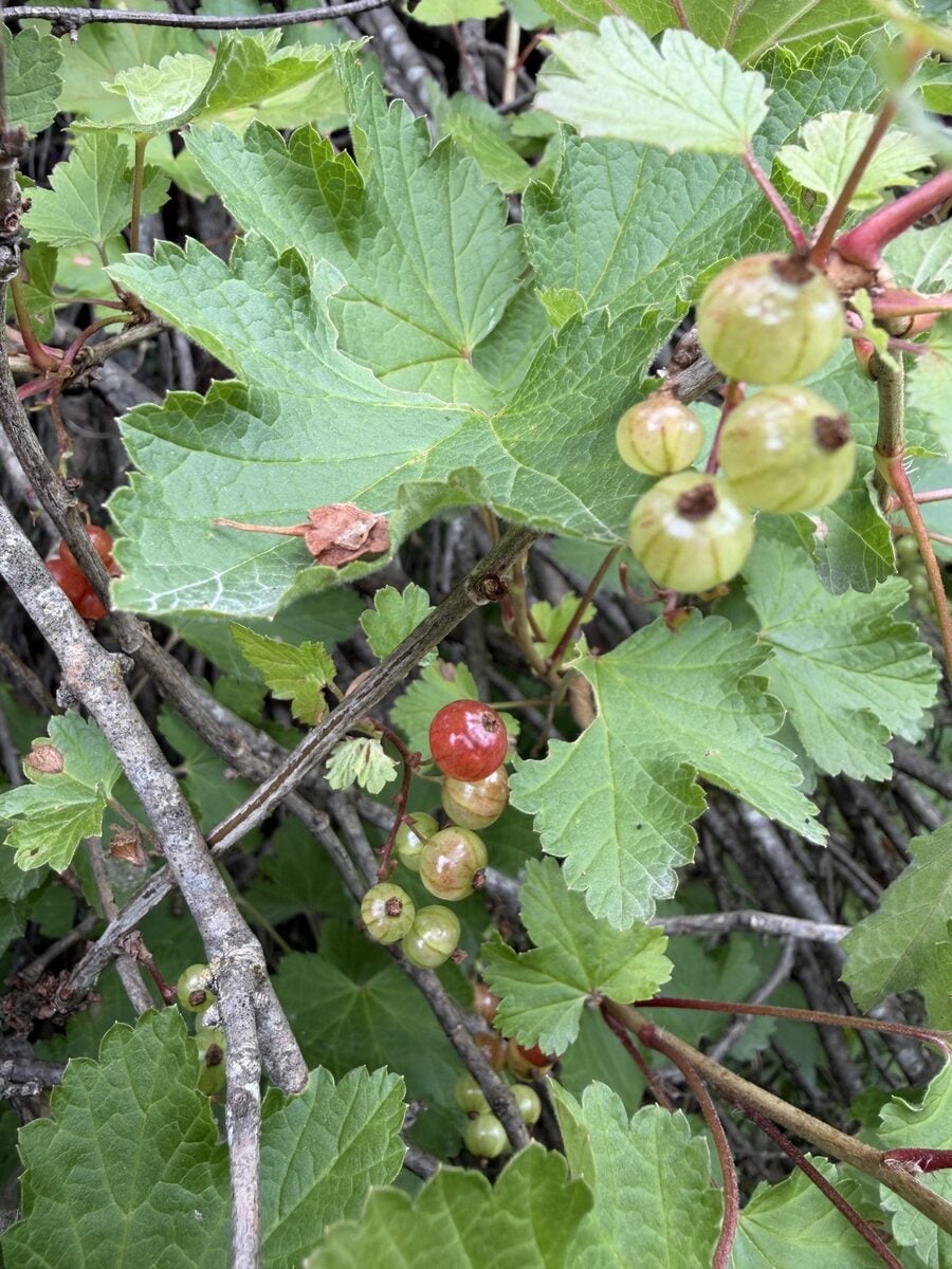 Ribes rubrum (Red currant) — photo