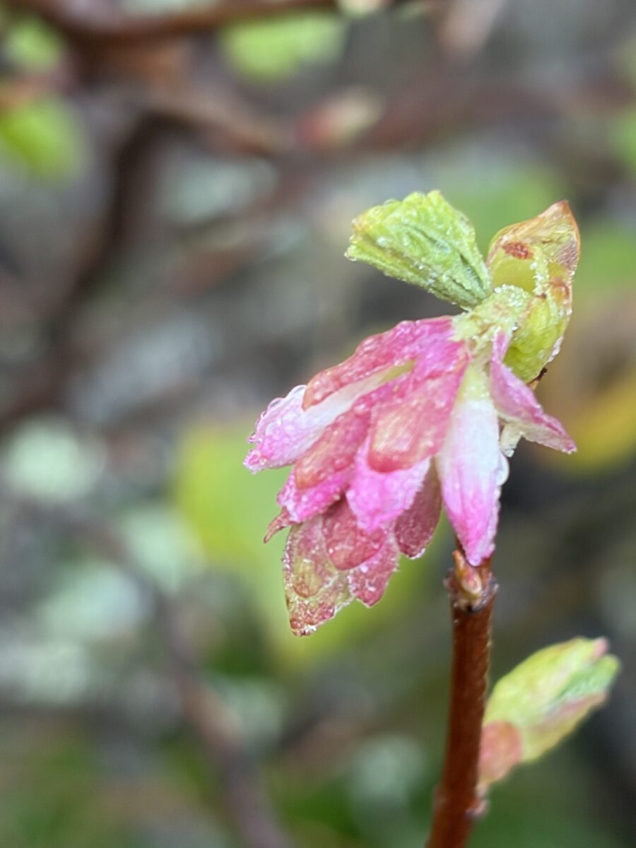 Ribes sanguineum glutinosum - (Benth.)Loudon. (Flowering Currant) — photo