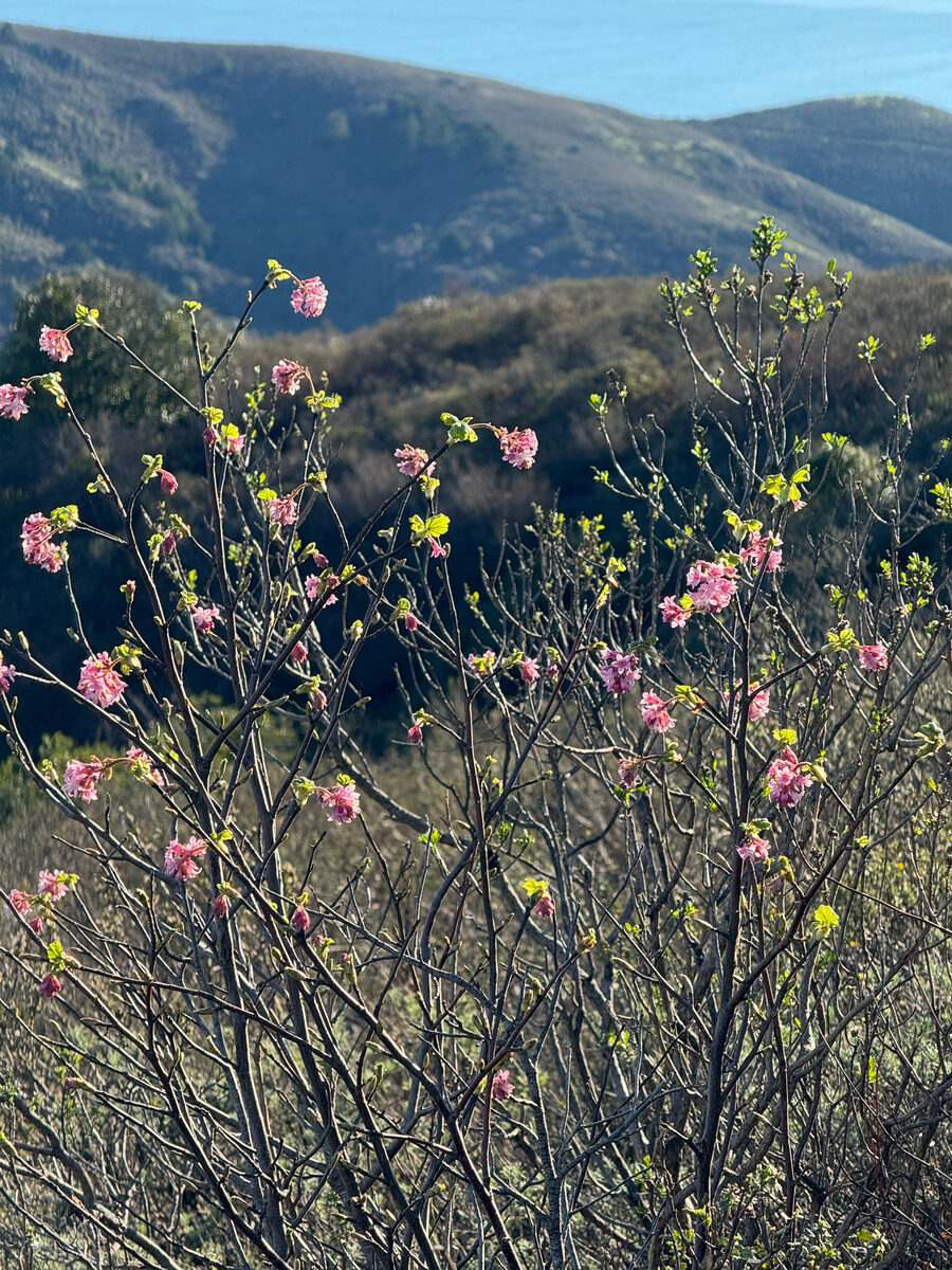 Ribes sanguineum glutinosum - (Benth.)Loudon. (Flowering Currant) — photo