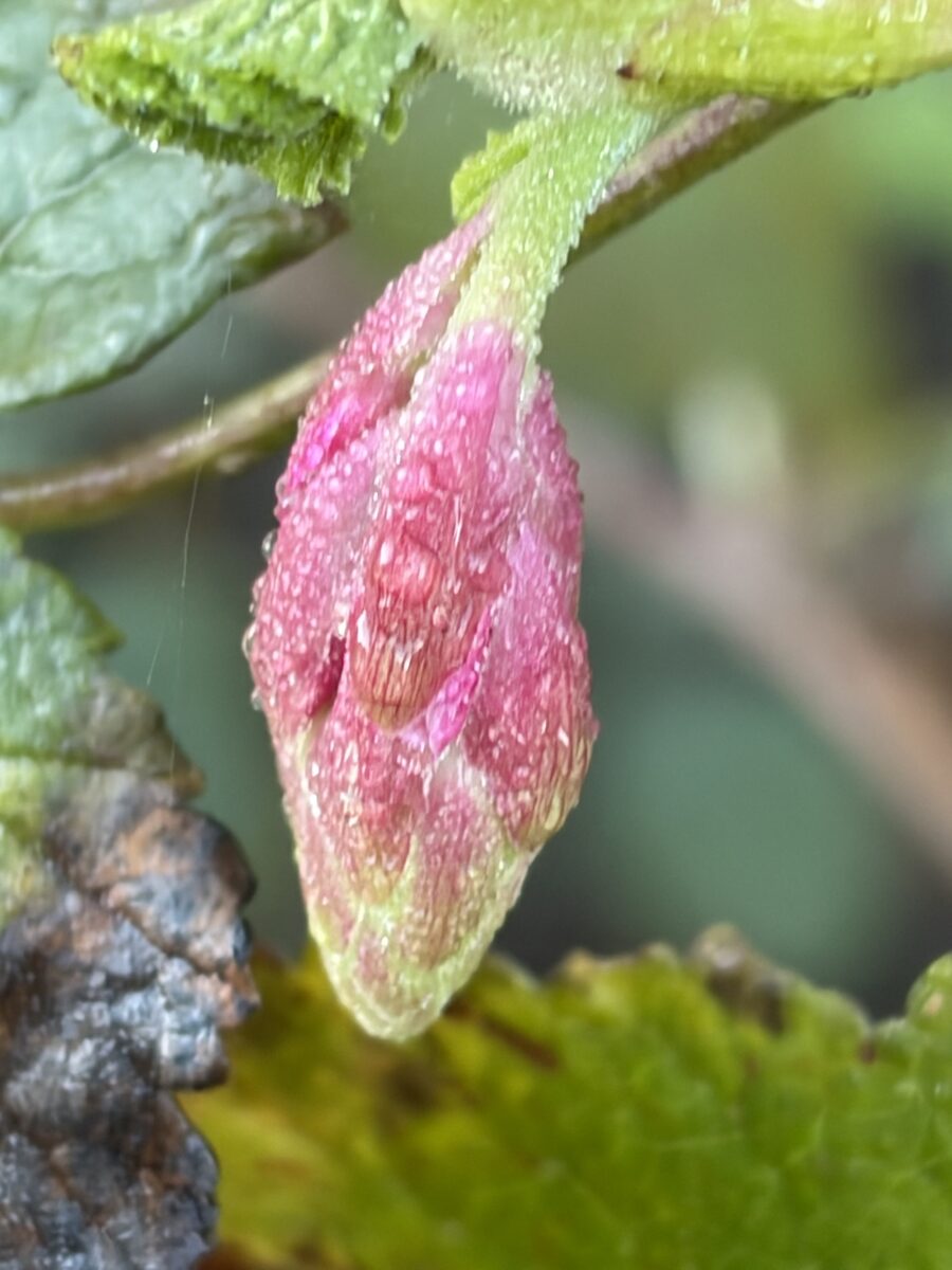 Ribes sanguineum glutinosum - (Benth.)Loudon.