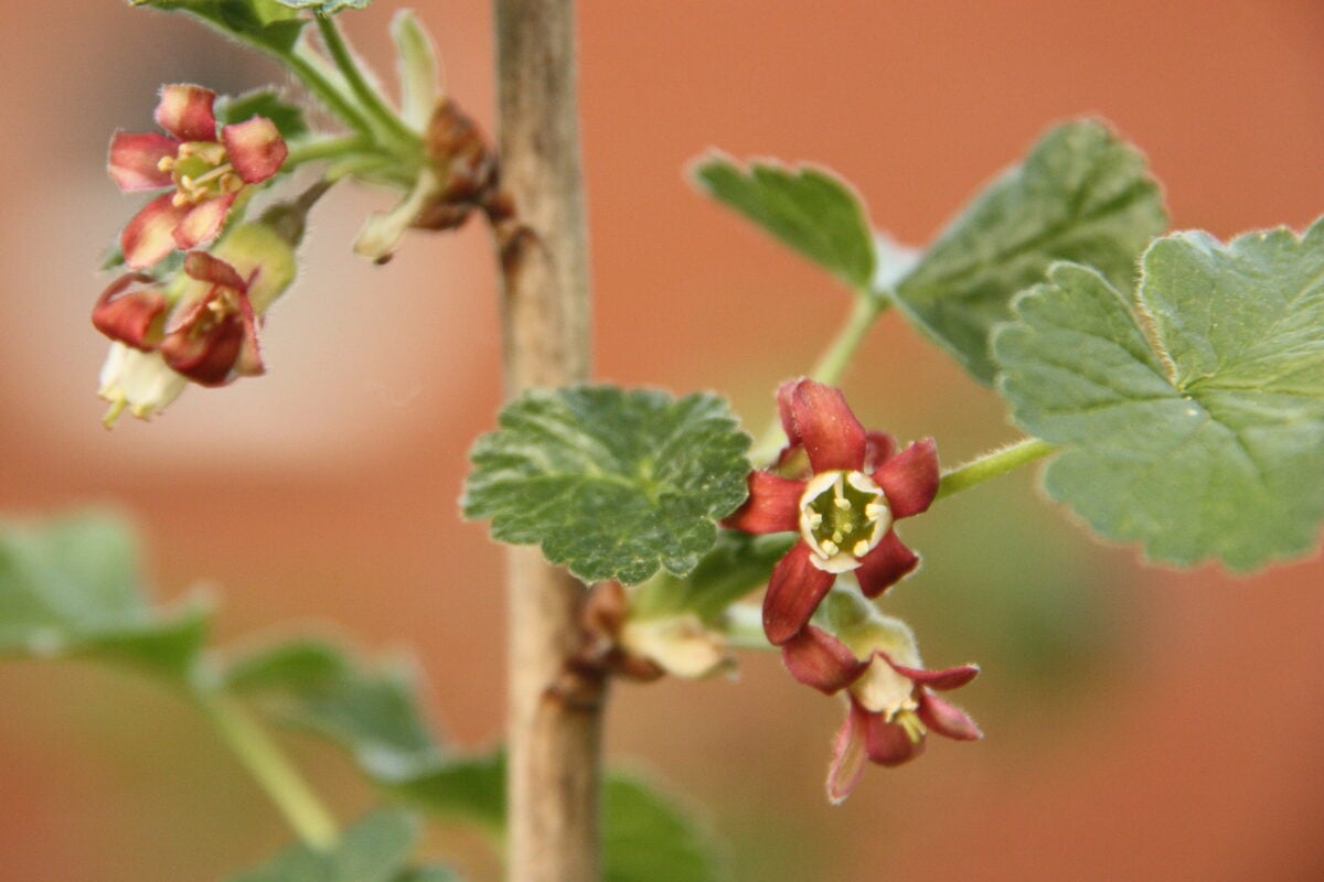 Ribes warszewiczii — photo