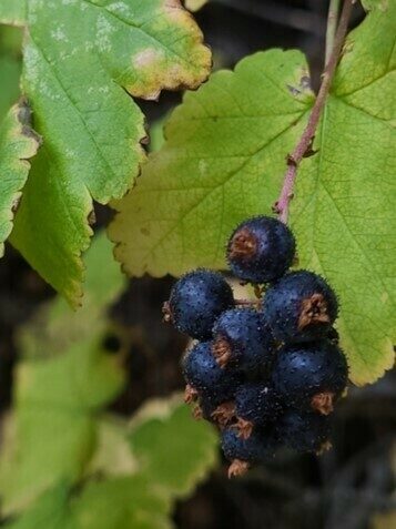 Ribes wolfii (Wolf’s currant) — photo